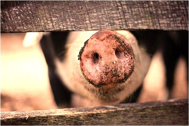 夢到男人性交會有什麼預兆_周公解夢官網