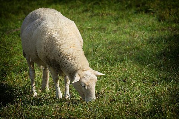 1955年1月生肖羊性格怎么樣_十二生肖