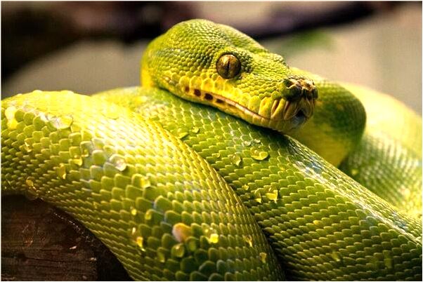 夢見上馬桶有什麼寓意嗎？_周公解夢官網