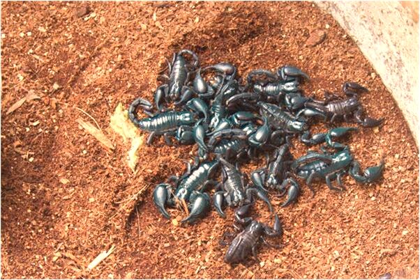 夢到了在佛堂上香會是什麼預兆_周公解夢官網