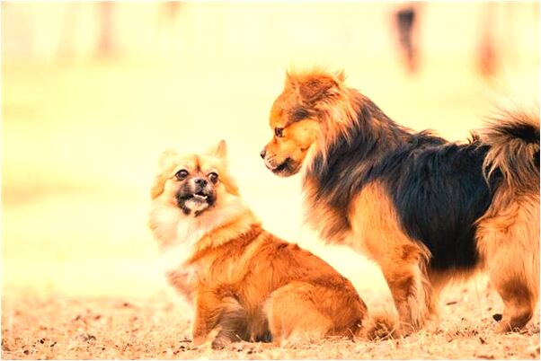 夢到膝蓋骨掉了預示什麼_周公解夢官網