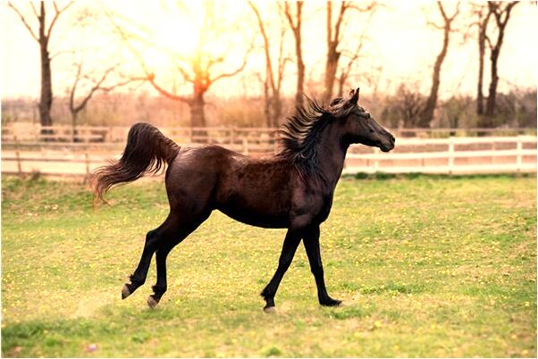 夢見蛇進洞然後蛻皮是啥意思_周公解夢官網
