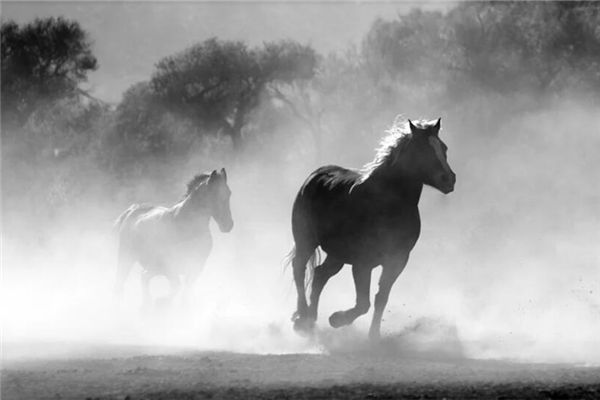 生肖馬是什麼年份出生_十二生肖