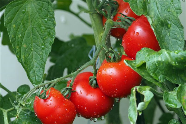 夢見西紅柿是什麼意思_周公解夢