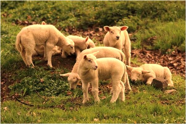 夢到被蝙蝠追有什麼意思嗎_周公解夢官網