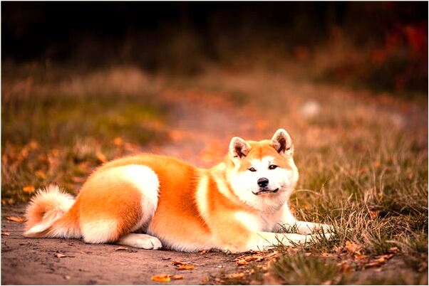 夢見看見別人什麼預兆_周公解夢官網