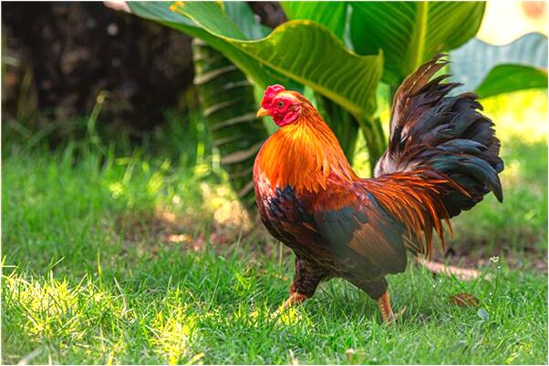 夢到親友死了棺材抬進家預示什麼_周公解夢官網