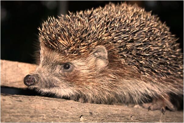 夢見老婆吃雞有什麼說法_周公解夢官網