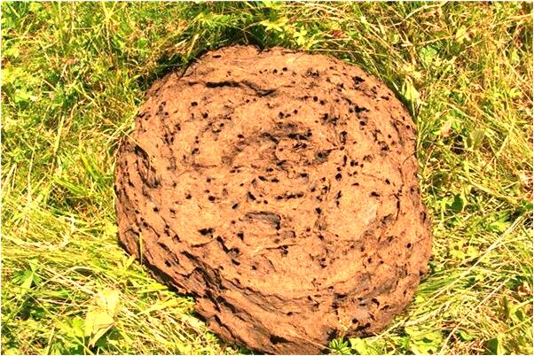 夢到了母親腳受傷是什麼兆頭_周公解夢官網