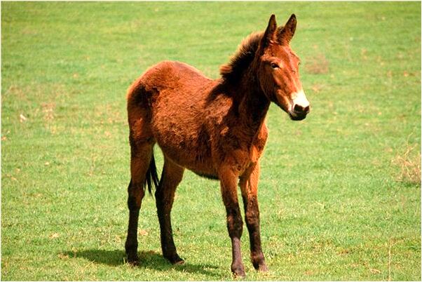 夢見一位老爺爺爬樹有什麼寓意嗎？_周公解夢官網