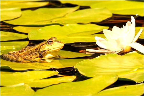 夢到了夢二姐找到失散的親人是什麼徵兆_周公解夢官網