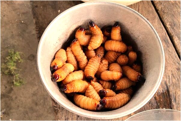 夢到和爸爸一起防毒蜂意味著什麼_周公解夢官網