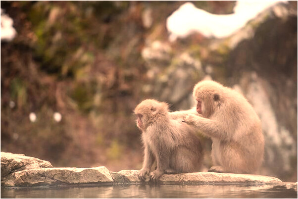 夢見男朋友給男同學買鍋什麼預兆_周公解夢官網