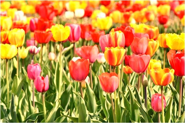 夢見錢包放海里是咋回事_周公解夢官網