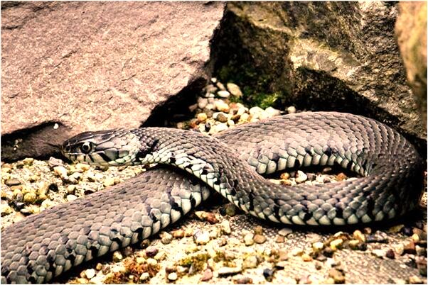 夢見朋友我在湖裡游泳是啥意思_周公解夢官網