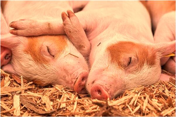 夢到了熟人拿菜刀準備砍人是什麼意思？_周公解夢官網