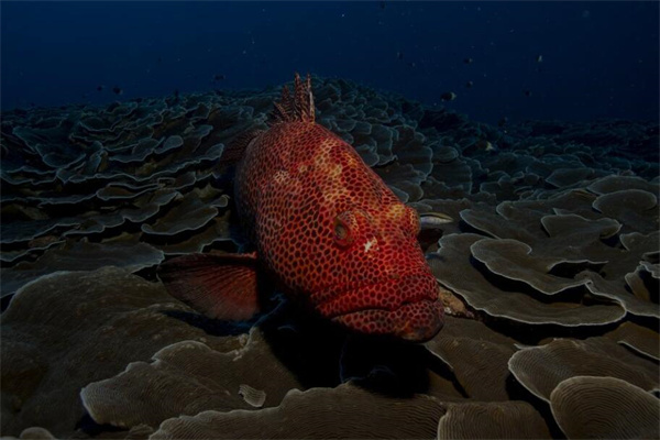 夢見石斑魚會有什麼預兆_周公解夢