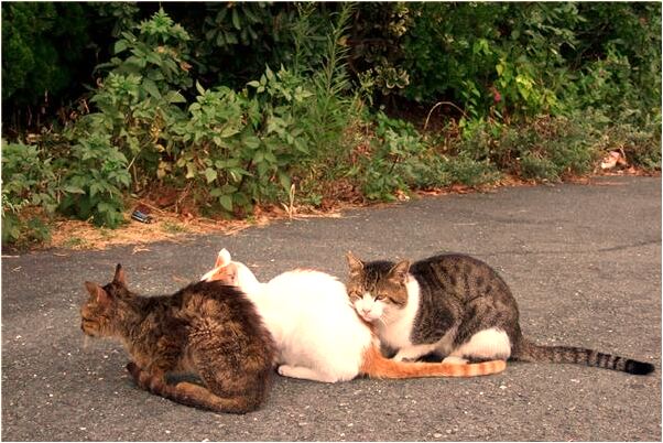 夢到歷史人物有什麼說法_周公解夢官網