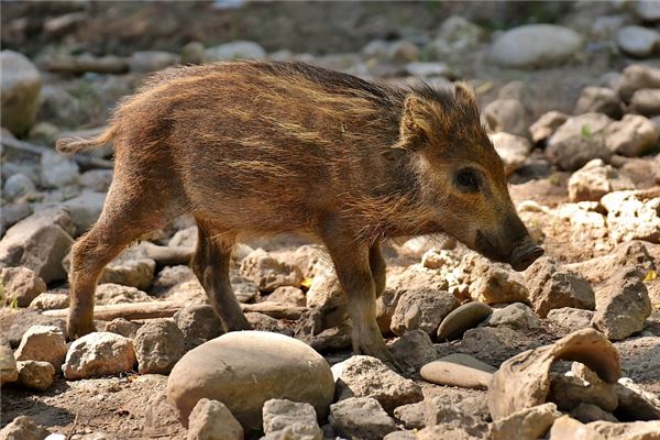 夢見野豬進家裡_周公解夢