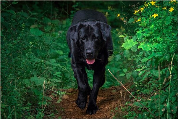 夢到魚和魚預示著什麼_周公解夢官網