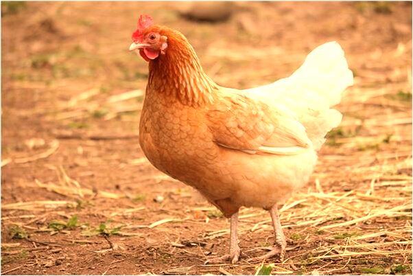 夢見很美的家鄉風景預示了什麼_周公解夢官網