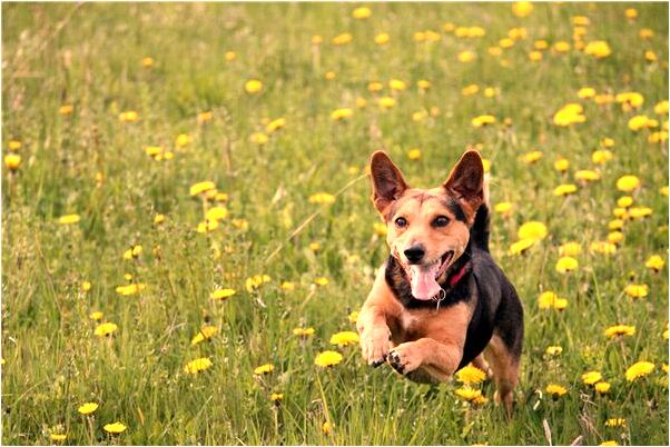 夢見香掉一地還髒土怎么說_周公解夢官網
