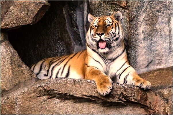 夢到做在直升機海邊剪頭髮是不是好的徵兆呢_周公解夢官網