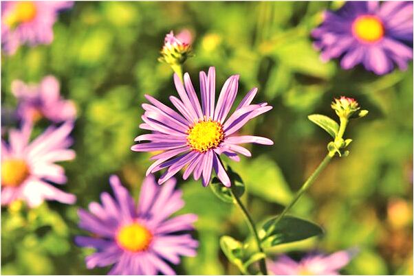 夢到了被外國人頂著槍上飛機怎么回事_周公解夢官網