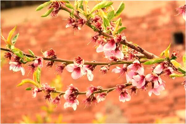 夢到換上花內褲和高檔長褲代表什麼_周公解夢官網