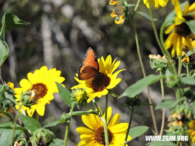 夢見穿孝衣_周公解夢夢到穿孝衣是什麼意思_做夢夢見穿孝衣好不好_周公解夢官網