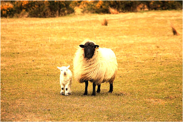 夢到了烏鴉停在我頭上是什麼兆頭_周公解夢官網