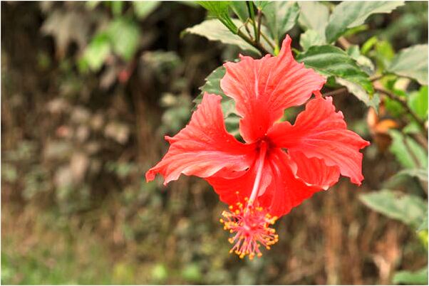 夢到蛇被人殺有何寓意_周公解夢官網