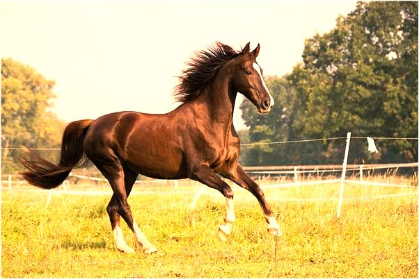 夢到了騎車帶著孩子預示什麼_周公解夢官網