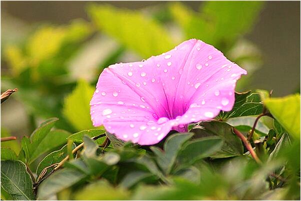 夢到什麼叫跪求種子是什麼啟示_周公解夢官網