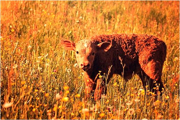 夢到龍飛山上東北角預示了什麼_周公解夢官網