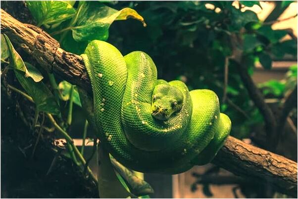 夢見冰雪開始融化意味著什麼_周公解夢官網