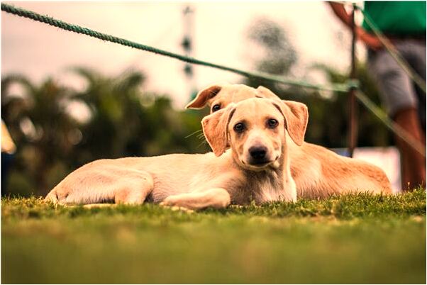 夢到給老師請假怎么回事_周公解夢官網