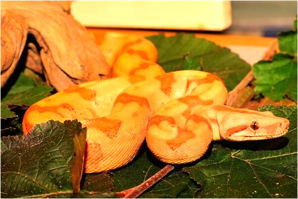 夢到和以前的女同事做愛是什麼意思_周公解夢官網