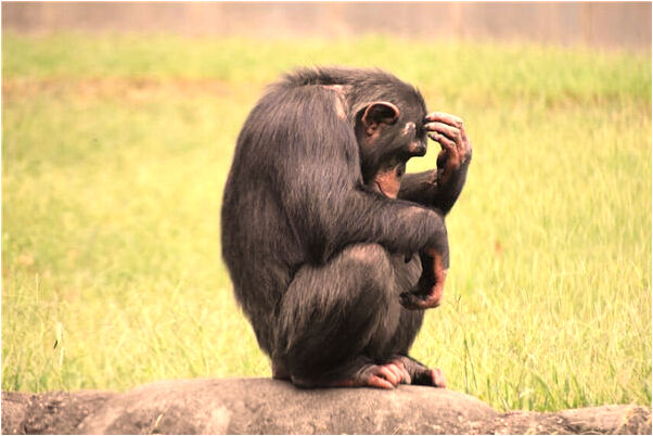 夢到了我別人在墮胎是凶兆還是吉兆_周公解夢官網