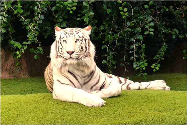 夢到男友車禍肚子裂開意味著什麼_周公解夢官網