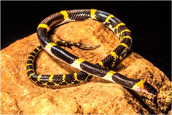 夢見老公做在輪椅上是什麼預兆_周公解夢官網