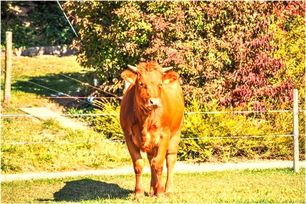 夢見有人向我嘴裡尿的預兆_周公解夢官網