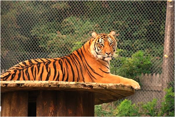 夢見木化石代表什麼_周公解夢官網