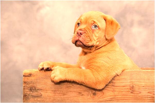 夢到老婆和別人一起分享是什麼預兆_周公解夢官網