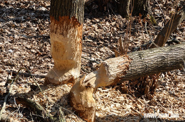 夢見和獅子牛成了好朋友_周公解夢夢到和獅子牛成了好朋友是什麼意思_做夢夢見和獅子牛成了好朋友好不好_周公解夢官網