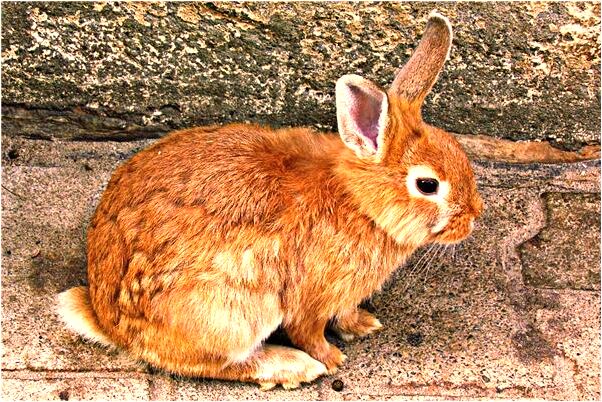 夢到了看簡訊啥意思_周公解夢官網