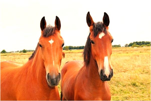 夢到在雪地走路是什麼意思_周公解夢官網