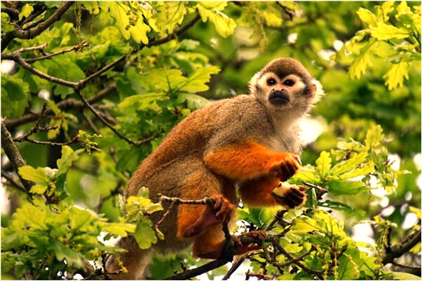夢見長輩死而復生代表著什麼_周公解夢官網