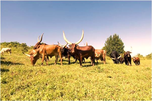 夢見男友穿新衣會是什麼預兆_周公解夢官網
