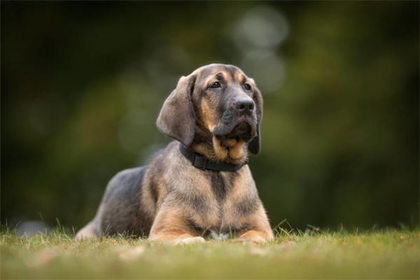 夢見一條_周公解夢